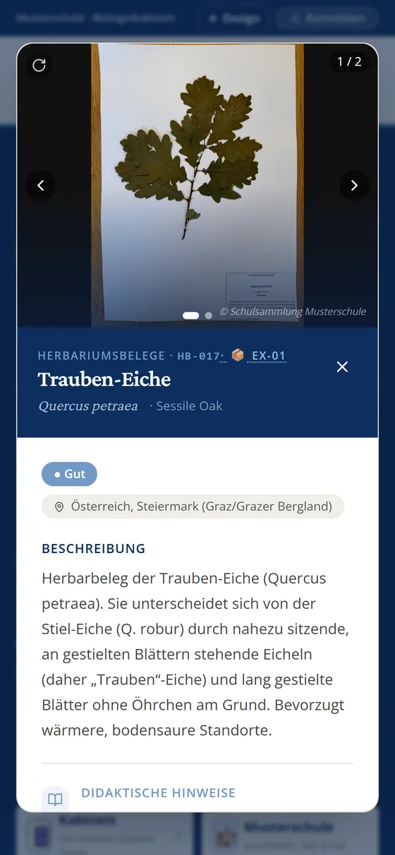 Exponat Trauben-Eiche am Handy
