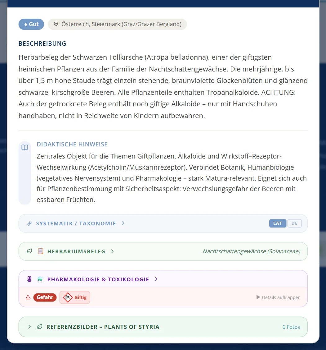 Herbarbeleg der Schwarzen Tollkirsche mit Beschreibung und didaktischen Hinweisen